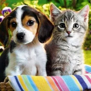 Diamantová mozaika PEJSEK A KOČIČKA RO44